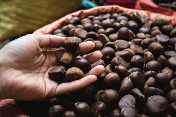 Vendita Castagne Fresche all'ingrosso e al dettaglio